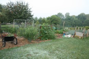 Grow So Easy author's back yard.