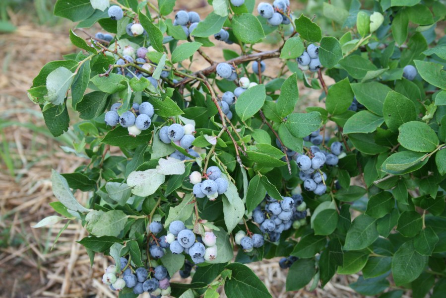 Organic blueberries are easy to grow and so tasty.
