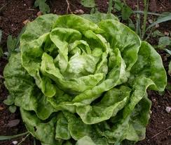 Mouth watering organic lettuce is easy to grow.