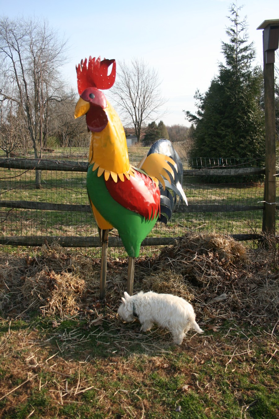 Maurice in my backyard