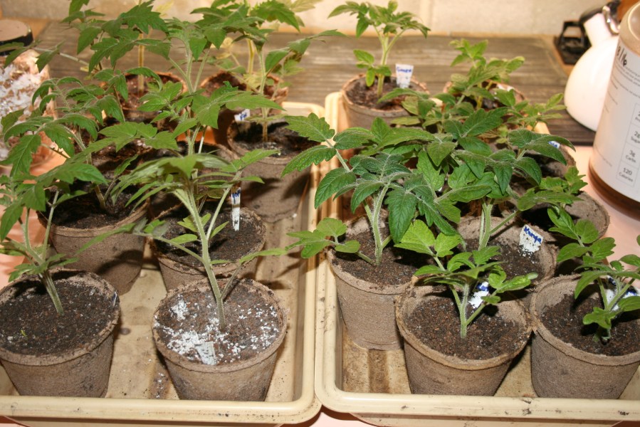 Tomato babies in basement